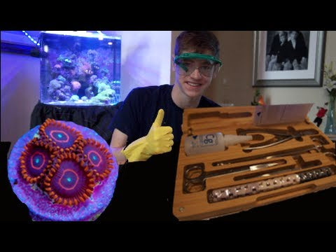 How to Frag Toxic Corals the Right Way!