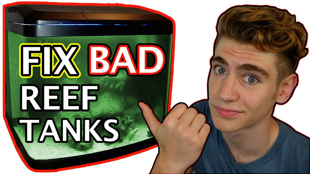 Three Reasons Your Reef Tank Looks HORRIBLE!