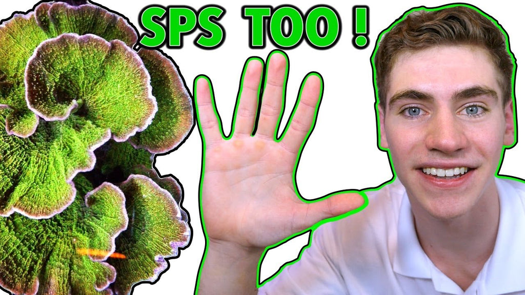 5 Corals Perfect for Beginners [2021]!
