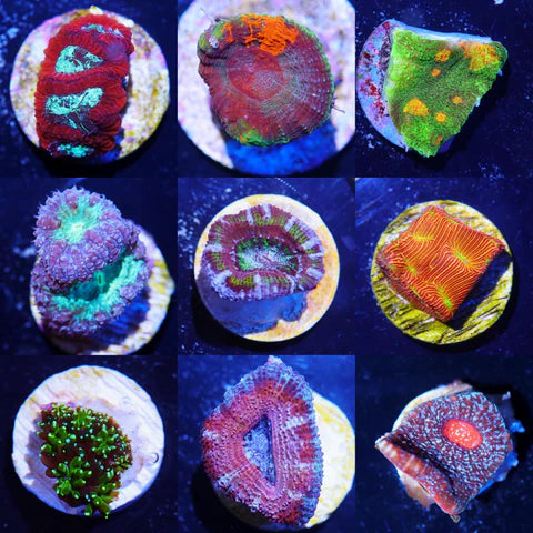 5 Piece Coral Frag Pack (Beginner)