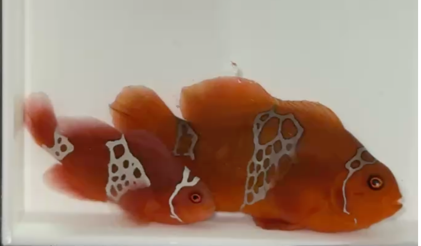 WYSIWYG CRAZY Lightning Maroon Clownfish Pair