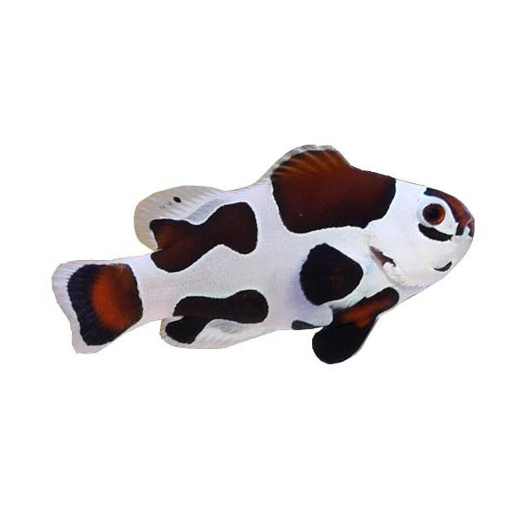 Mocha Storm Ocellaris Clownfish